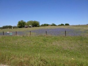 Wildflowers for sale!